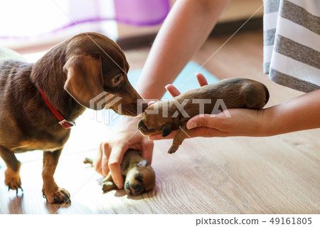Person showing puppies to mother dog 49161805