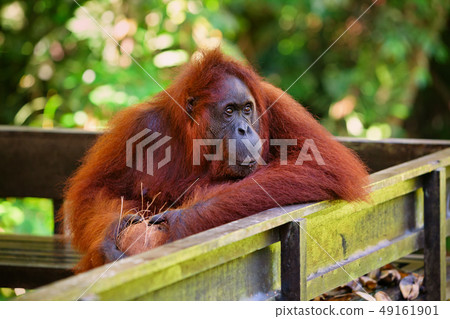 Bornean orangutan at Semenggoh Nature Reserve and  49161901
