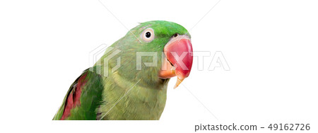 Big green ringed or Alexandrine parrot on white Big green ringed or Alexandrine parrot on white 49162726