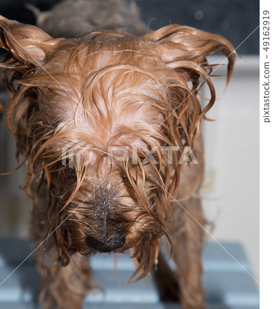 Wet on sale yorkshire terrier