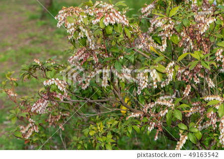 春天木花 49163542