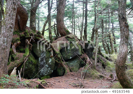 Shirakoma Pond: A tree that grows on a huge rock Sakuhocho South Sakugun Shirakoma Pond: A tree that grows on a huge rock Sakuhocho South Sakugun 49163546