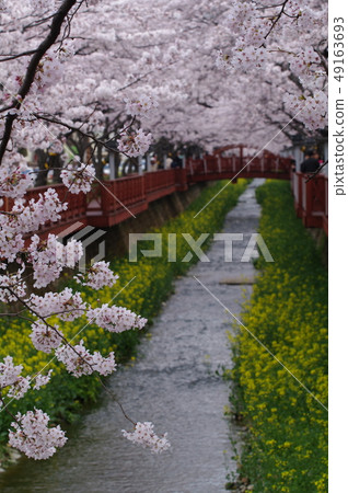 Spring of women's departure 49163693