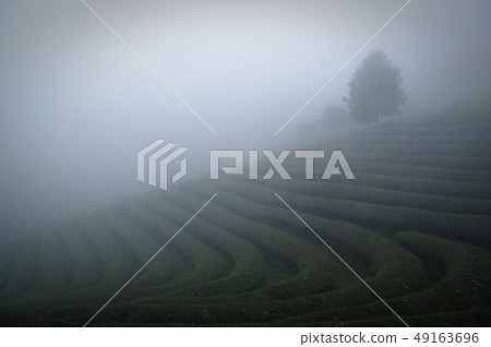 有霧的茶 49163696