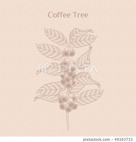 coffee tree design element 49163733