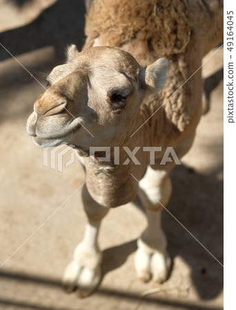 Close up muzzle of funny camel 49164045
