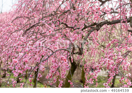 梅花園 梅花園 49164539