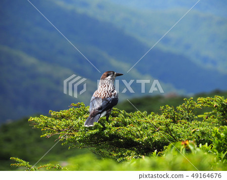 Hoshi玻璃日本東北部的Hayaike山百名山 49164676