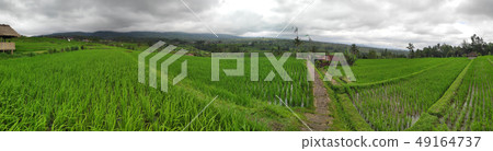 Jatiluwih rice terraces in Tabanan, Bali, 49164737