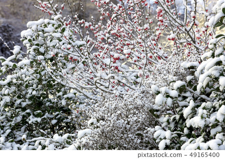 Miyagase lake of the first snow 49165400