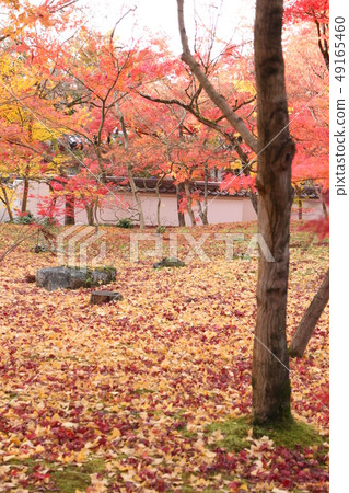 Autumn scene of Eikando 49165460