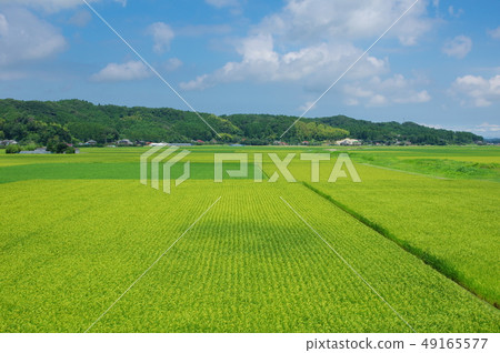 Rural landscape Rural landscape 49165577