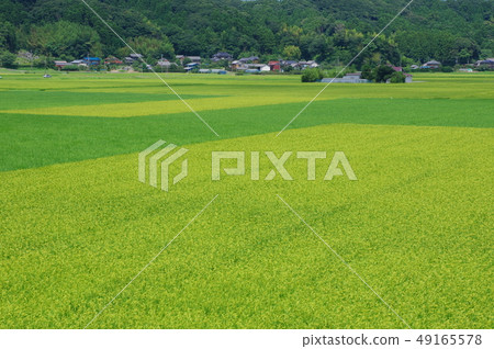 Rural landscape Rural landscape 49165578