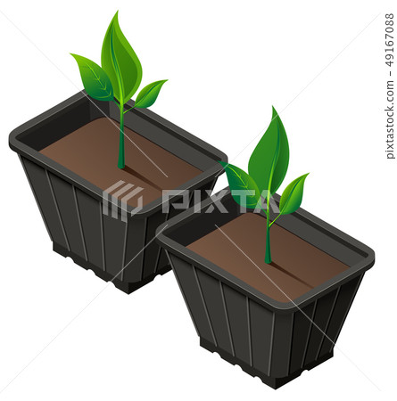 Div seedlings in plastic cup. Planting seedlings Div seedlings in plastic cup. Planting seedlings 49167088