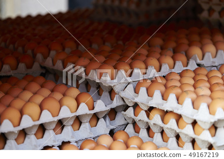 Chicken eggs 49167219