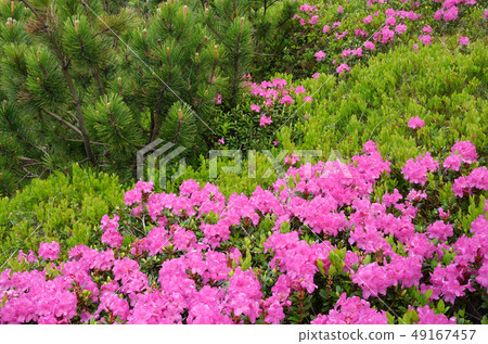 Rhododendron flowers Rhododendron flowers 49167457