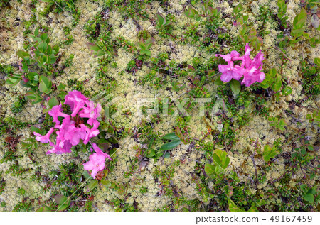 Natural carpet Natural carpet 49167459