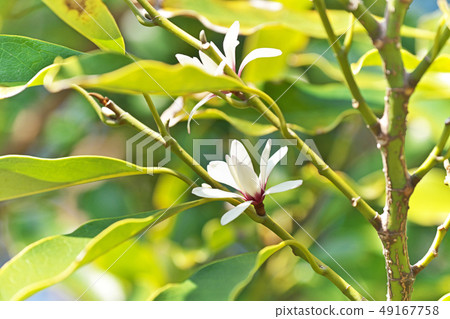 白花 白花 49167758