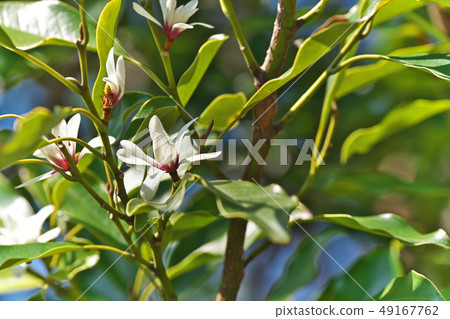 White flower White flower 49167762