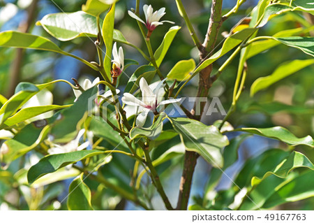 White Ogatamanoki flowers (spring, March) 49167763