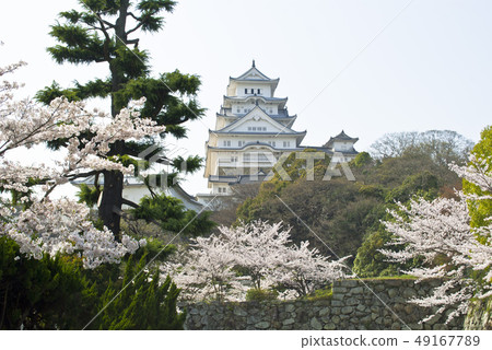 櫻花姬路城堡 49167789