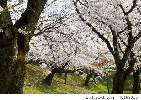 Cherry Blossoms Cherry Blossoms 49168019