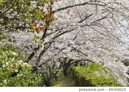 Cherry Blossoms Cherry Blossoms 49168020