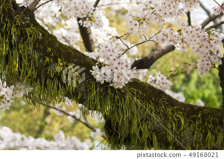 Cherry Blossoms Cherry Blossoms 49168021
