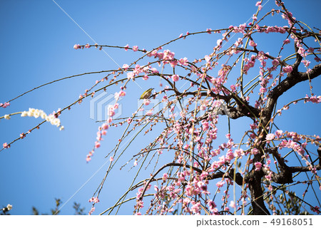 Mejiro and Umeshigeunami Temple Mejiro and Umeshigeunami Temple 49168051