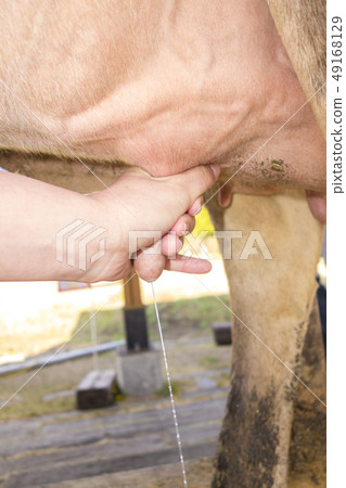 [Dairy farming] Milking of cattle 49168129