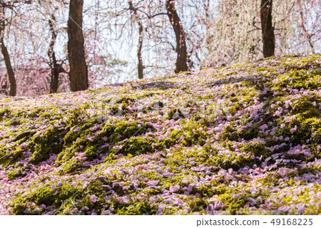 Seongnam-myeon plum flower 49168225