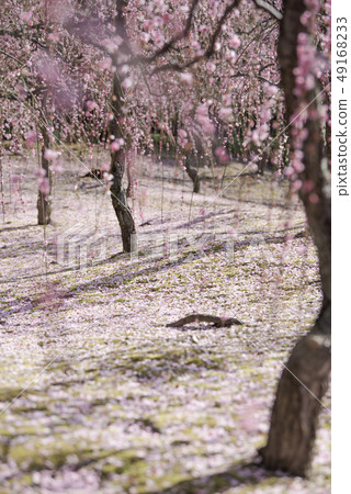 Seongnam-myeon plum flower 49168233