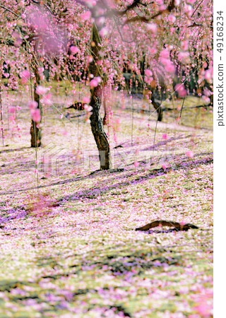 Seongnam-myeon梅花 49168234