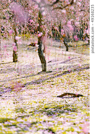 Seongnam-myeon plum flower 49168235