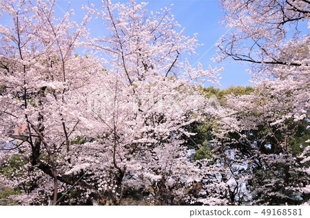 櫻花盛開的春天的上野公園[東京都台東區] 49168581
