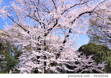 櫻花盛開的春天的上野公園[東京都台東區] 49168586