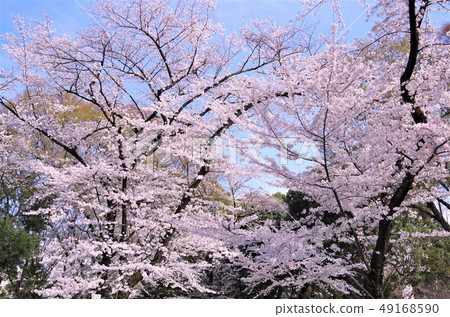 Ueno Park in spring when cherry blossoms are in full bloom [Taito-ku, Tokyo] 49168590