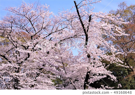 櫻花盛開的春天的上野公園[東京都台東區] 49168648