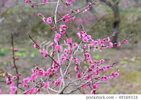 Plum blossoms in Bairin Park in Yudagawa Onsen Plum blossoms in Bairin Park in Yudagawa Onsen 49169318