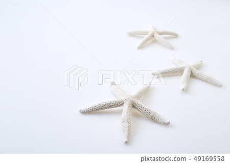 White starfish on white background 49169558