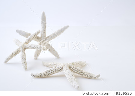 White starfish on white background 49169559