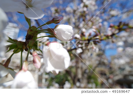 Cherry Blossoms Cherry Blossoms 49169647