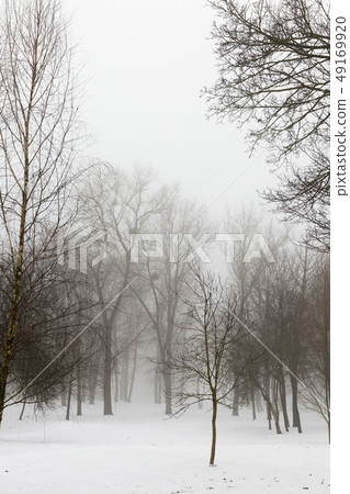 Winter forest 49169920