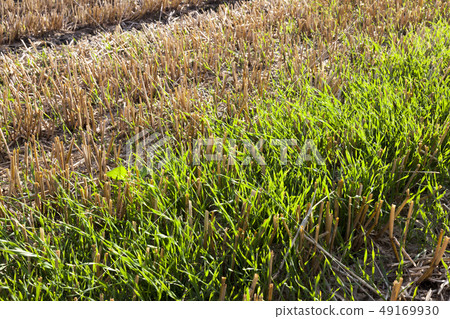 ripe field ripe field 49169930