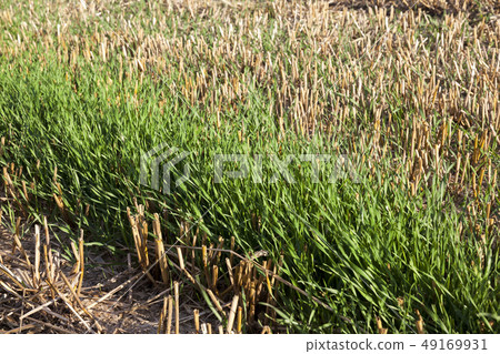 ripe field 49169931