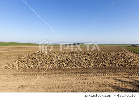 sugar beets sugar beets 49170116