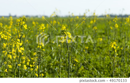 rapeseed field rapeseed field 49170133