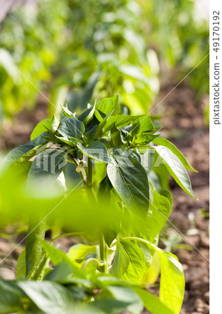Young green pepper greenhouse Young green pepper greenhouse 49170192