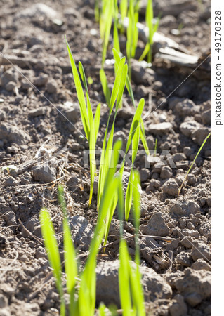 Sprout soil wheat rows Sprout soil wheat rows 49170328