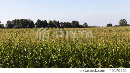 row corn field row corn field 49170361